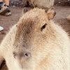 okgncapybara
